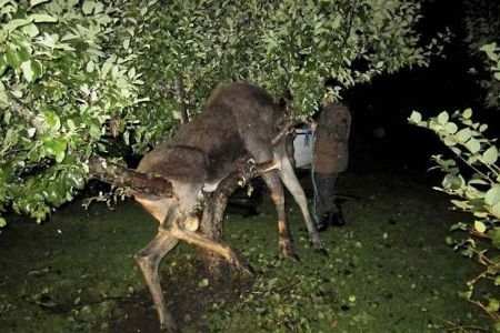 Опьяневший лось застрял на дереве. (ФОТО)