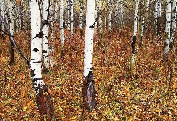 Найди животное: увлекательные снимки мастеров маскировки (ФОТО)